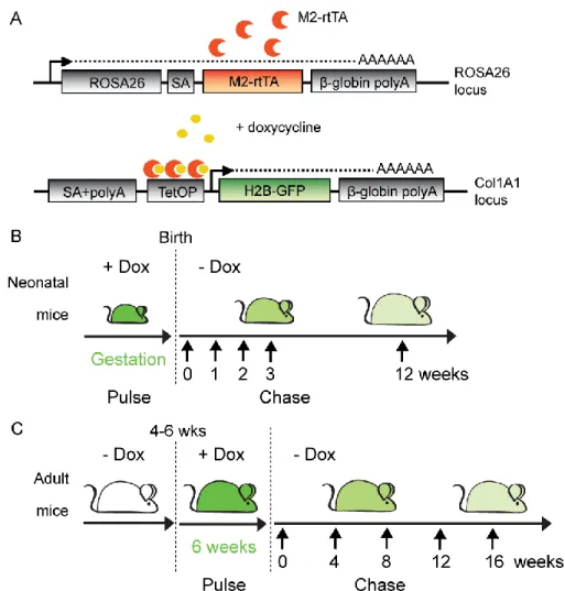 Figure  4.  Modèle  de  souris  transgénique  H2B-GFP  Tet-On.  (A)  Construits  utilisés  pour  la  génération  des  cellules  souches  embryonnaires  et  des  souris  transgéniques  H2B-GFP