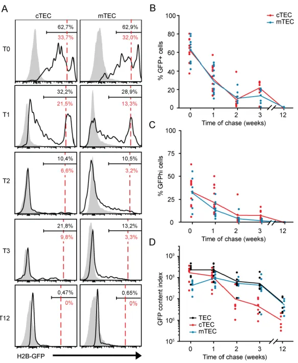 Figure  2.  Neonatal  TECs  contain  no  LRC.  (A)  Representative  profiles  of  H2B-GFP  fluorescence  intensity  during  a  12  week-chase  period