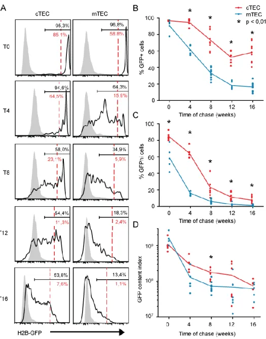 Figure 3. Turnover of TEC subsets in adult female mice. (A) Representative profiles of  H2B-GFP  intensity  during  a  16  week-chase  period  in  adult  female  thymi