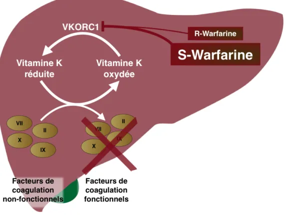 Figure  1 :  Schématisation  des  mécanismes  d’action  de  la  warfarine.  La  warfarine,  présente 