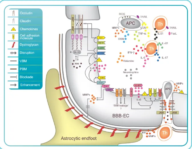 Figure  7:  Effet  des  cytokines,  ‘reactive  oxygen  species’  (ROS)  et  métalloprotéinases  matricielles  (MMPs)  produites  par  les  cellules  immunitaires  périphériques  qui  peuvent  directement endommager les composantes de la BHE 