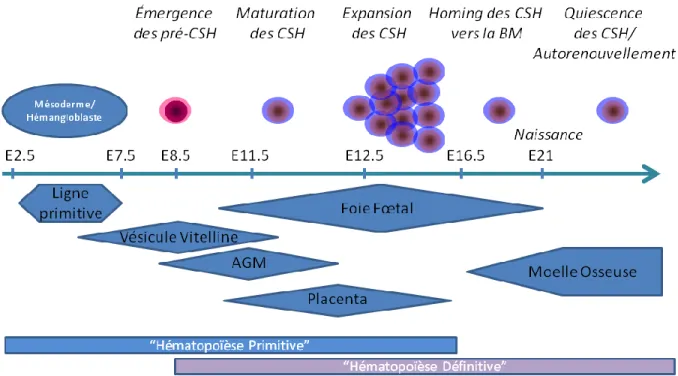 Figure 1: L’ontogenèse du système hématopoïétique chez la souris.  