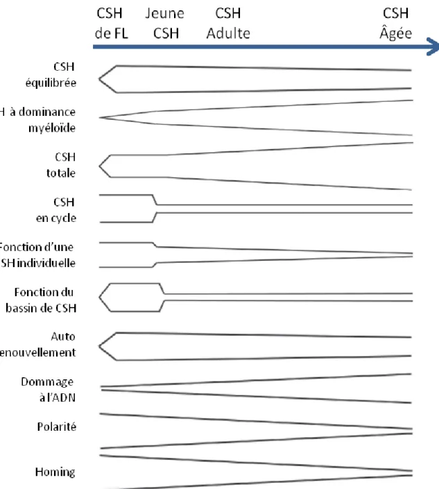 Figure  3:  Schématisation  des  changements  fonctionnels  des  CSH  au  cours  du  développement embryonnaire et lors du vieillissement du système hématopoïétique