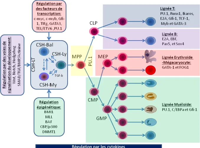 Figure 5: La régulation moléculaire du système hématopoïétique.  