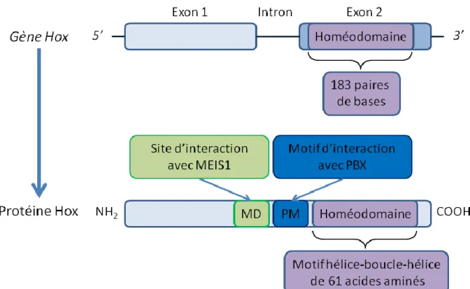 Figure 7: Structure d’un gène Hox et d’une protéine HOX.  