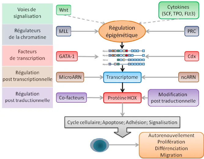 Figure 8: La régulation des gènes et protéines HOX.  