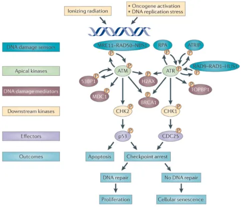 Figure 2: Major DDR Activation pathways  