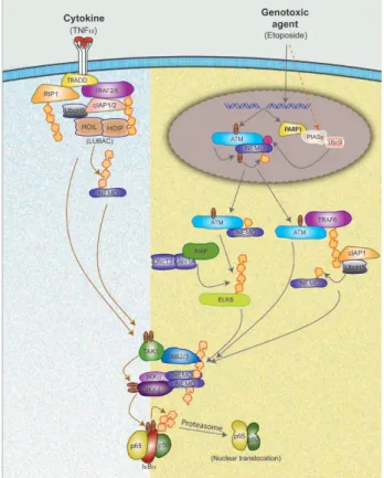 Figure  2 A  model  depicting  distinct  and  common  steps  between  NF-κB  signaling  induced  by  TNFα  and  DNA  damaging 