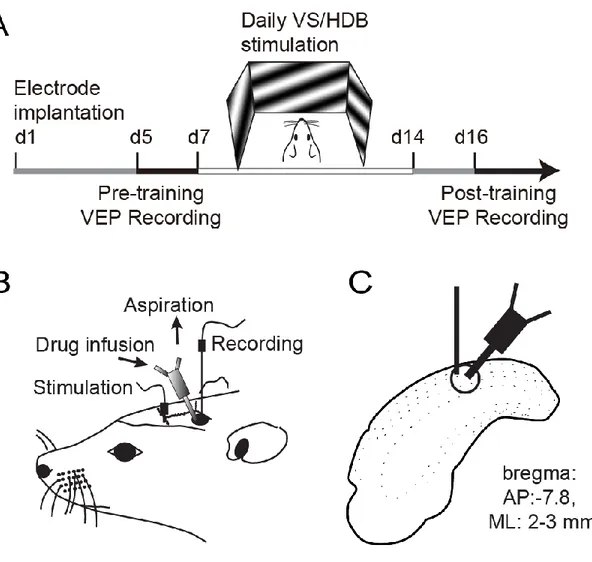 Figure IV.1 . Design of the experimental procedure. 