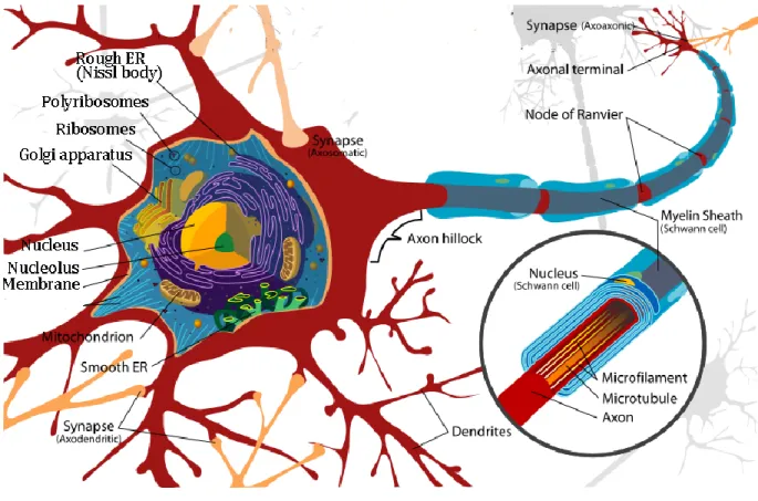 Figure I.1. Structure of a neuron.  