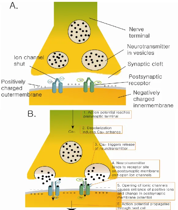Figure I.5. Synapse and action potential.  