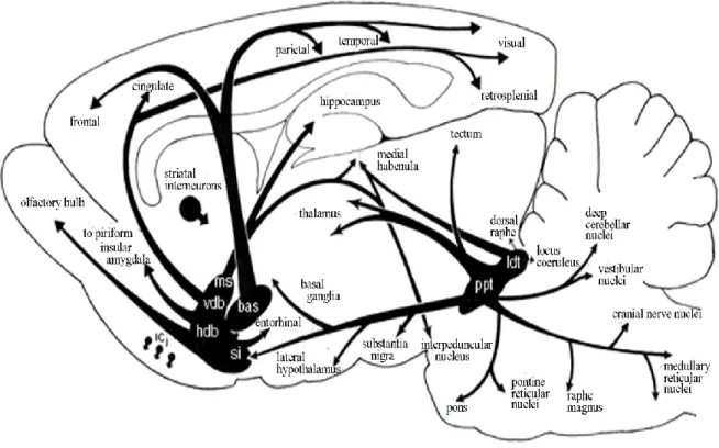 Figure I.7. Rat cholinergic central pathway.  