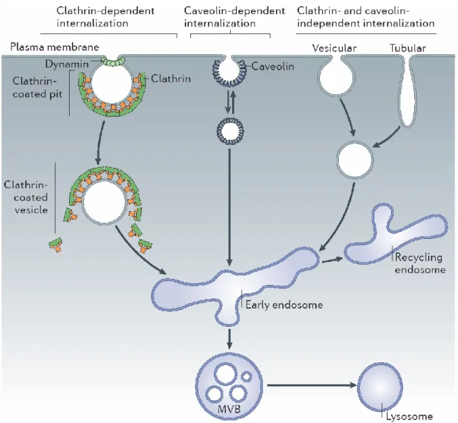 Figure 1.  The different modes of endocytosis.  Cells can internalize plasma membrane  and receptors  through a number of different routes
