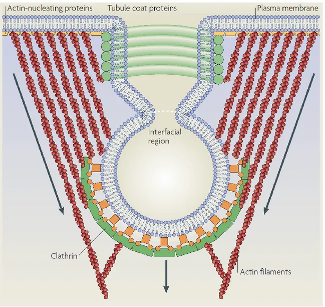 Figure 3.  Membrane scission of a clathrin-coated vesicle.  Contributing factors in the  scission of endocytic carriers include the pinching action of dynamin as well as the force  brought about by actin polymerization
