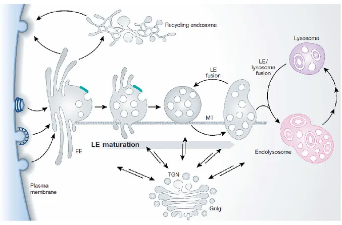 Figure 4.  The major intracellular compartments that make up the endosomal network.   Internalized cargo (by CME and CIE) first arrives in the early endosome (EE) and makes  its way sequentially through the endosomal network