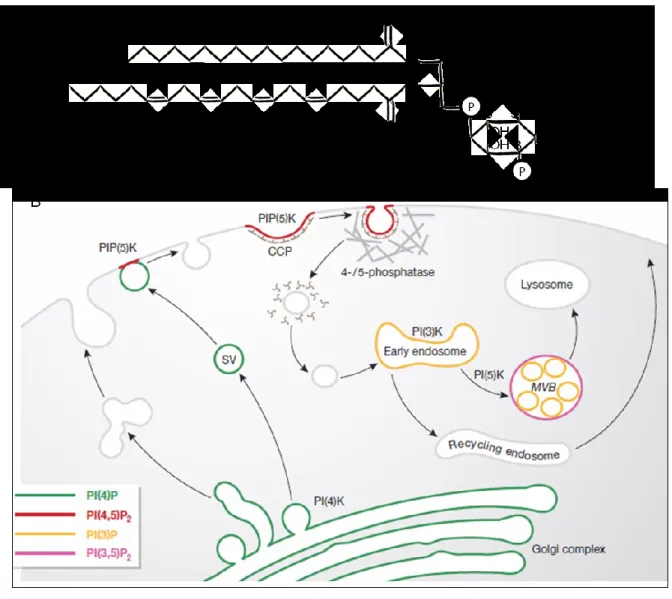 Figure  7.    Phosphatidylinositol  phosphates  and  their  intracellular  distribution