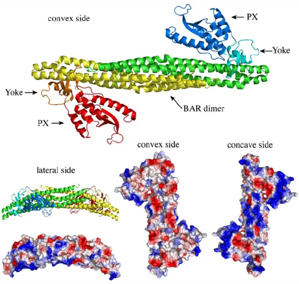 Figure 8.  BAR dimers. A) Ribbon and space-fill models of the SNX9 BAR-PX dimer are  shown