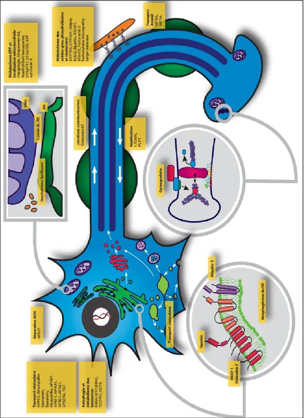 Figure 1 : Mécanismes moléculaires et gènes impliqués dans les PSF [116] 