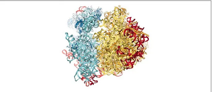 Figure 1.1. X-ray structure of the S.cerevisiae 80S ribosome 