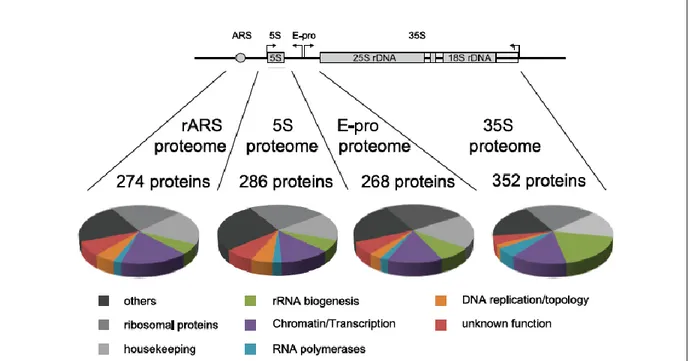 Figure  1.2.  Compositional  analysis  by  comparative  MS  and  classification  of  proteins  co- co-purifying with distinct rDNA chromatin domains 