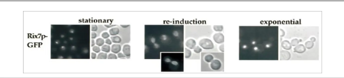Figure 1.5. Rix7p-GFP localization under different growth conditions monitored by fluorescent  microscopy