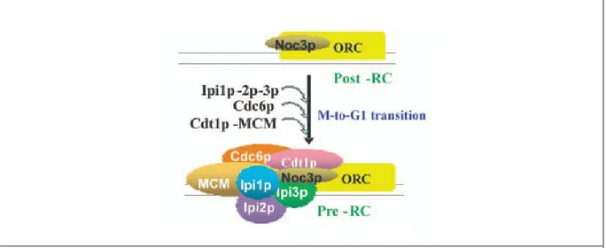Figure 1.8. Hierarchical of replication-initiation proteins. 