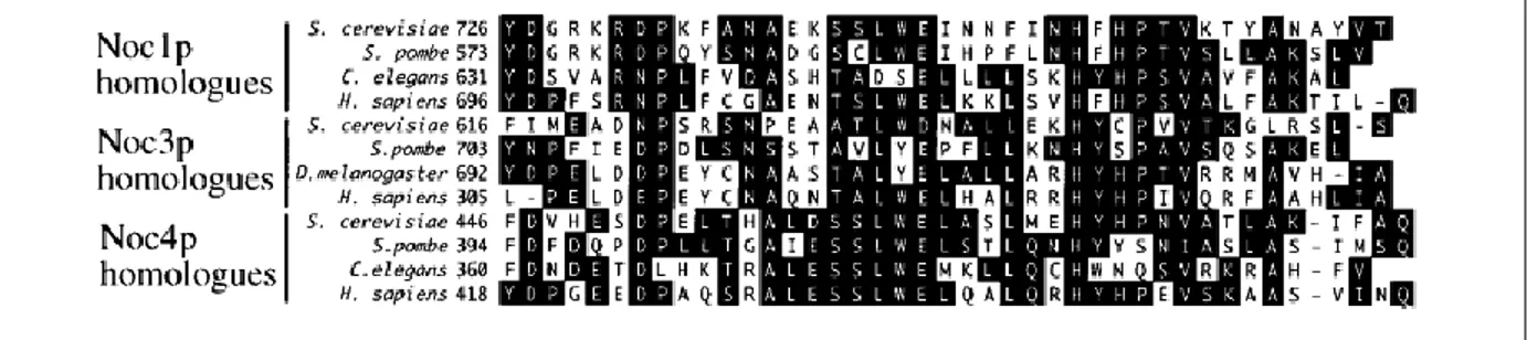 Figure 1.9.  Sequence comparison of the conserved Noc-domain in Noc1p, Noc3p and Noc4p