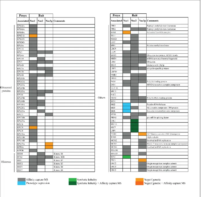 Table II. Summary proteins physically and genetically associated with Noc1p, Noc2p and Noc3p  pre-ribosomal particles