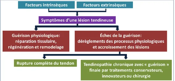 Figure 2.6   Mécanismes physiopathologiques des lésions au TA pouvant mener à une rupture 