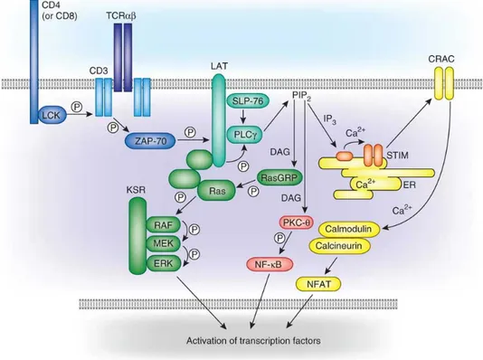 Figure 5. La Signalisation du RCT. Cascade de phosphorylation du complexe proximal de  phosphorylation (bleu), signalisation de la voie Ras-MAPK (vert), signalisation par  PKC- θ (rose) et signalisation de la voie calcique (jaune)