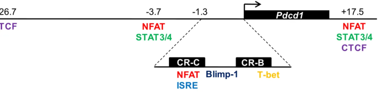 Figure 9. Schématisation des éléments régulateurs connus au gène Pdcd1. Les chiffres  représentent les distances en kb par rapport au site d’initiation