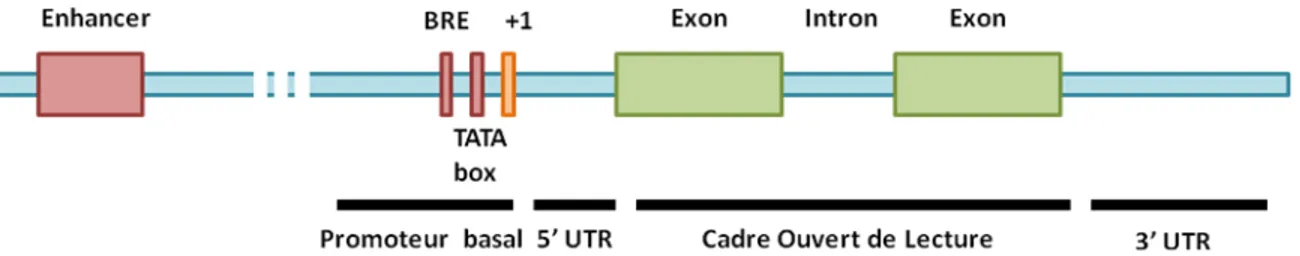 FIGURE 1 : STRUCTURE D’UN GENE D’EUCARYOTE 