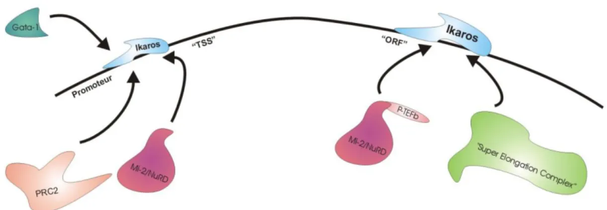 Figure 1 :  SCHÉMA REPRÉSENTANT LA RÉGULATION GÉNIQUE PAR IKAROS