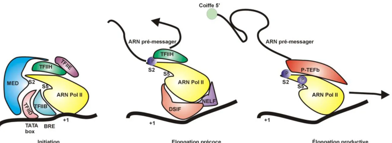 FIGURE 2 : LE CYCLE DE LA POLYMERASE II. 