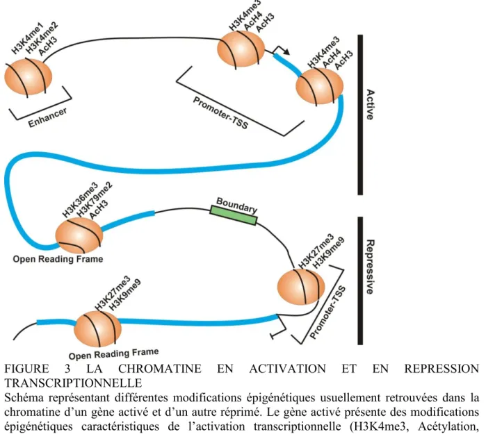 FIGURE  3  LA  CHROMATINE  EN  ACTIVATION  ET  EN  REPRESSION  TRANSCRIPTIONNELLE 