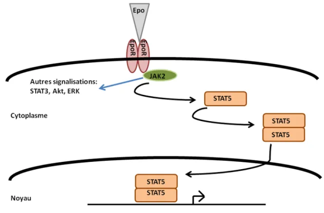 FIGURE 6 : L’ÉRYTHROPOÏÉTINE (EPO) 