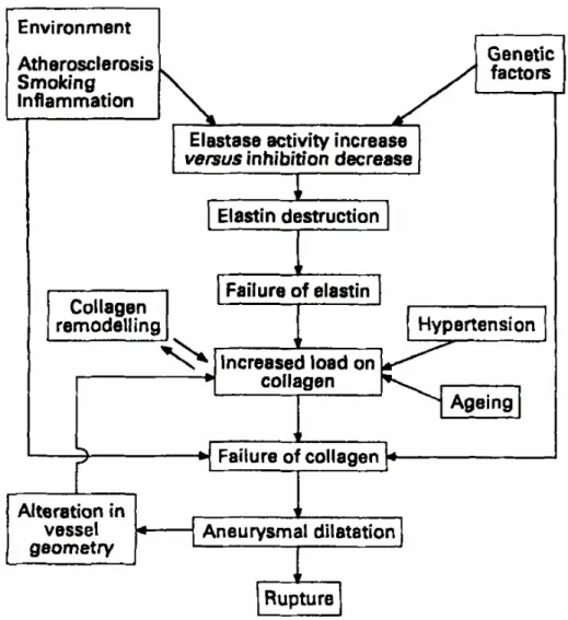 Figure 1.6 Abdominal Aortic Aneurysm pathogenesis [15] 