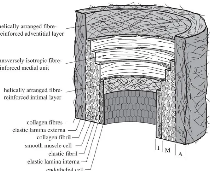 Figure 1.7 The architecture of the healthy human artery showing the elastin and collagen  fibrils [29] 