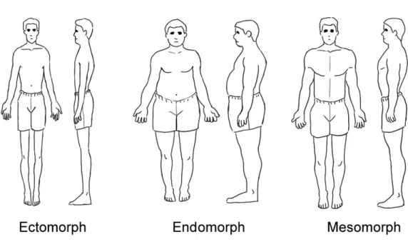 Illustration I: Morphologie corporelle   (© Mathieu Gagnon)