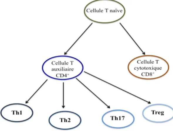 Figure 3 : Différents types de lymphocytes T (64, 193, 194)   1.5.1 Lymphocytes T auxiliaires T-helper 1 et T-helper 2  