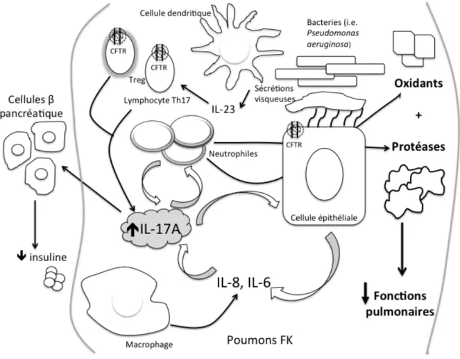 Figure 4: Mécanisme potentiel par lequel les bactéries attirent les cellules dendritiques dans  les  poumons  et  recrutent  les  Th17  et  T reg   produisant  de  l’IL-17A,  perpétuant  l’infiltration 