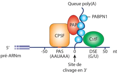 Figure 3: Machinerie de clivage et de polyadénylation 