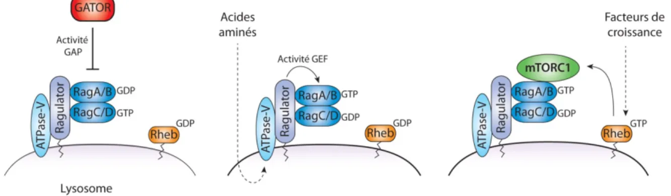 Figure 12: Contrôle du complexe mTORC1 par les acides aminés 