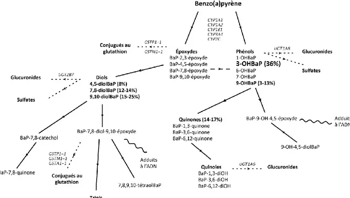 Figure 2-1: Voies métaboliques du BaP et de ses métabolites représentatifs tel que  proposé par la Commission Européenne (2002)