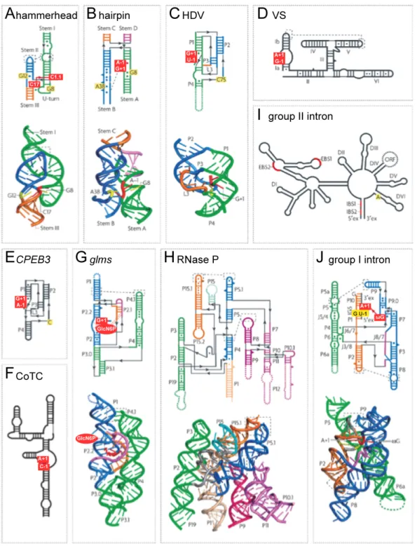 Figure 1.2 : Structures secondaires et tridimensionnelles de plusieurs ribozymes. Les paires 