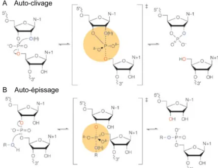 Figure 1.3 : Les réactions de clivage catalysées par les ribozymes. La réaction d’auto-clivage 