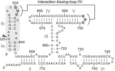 Figure 1.5 : Séquence et structure secondaire de l’élément auto-clivant du ribozyme VS de 