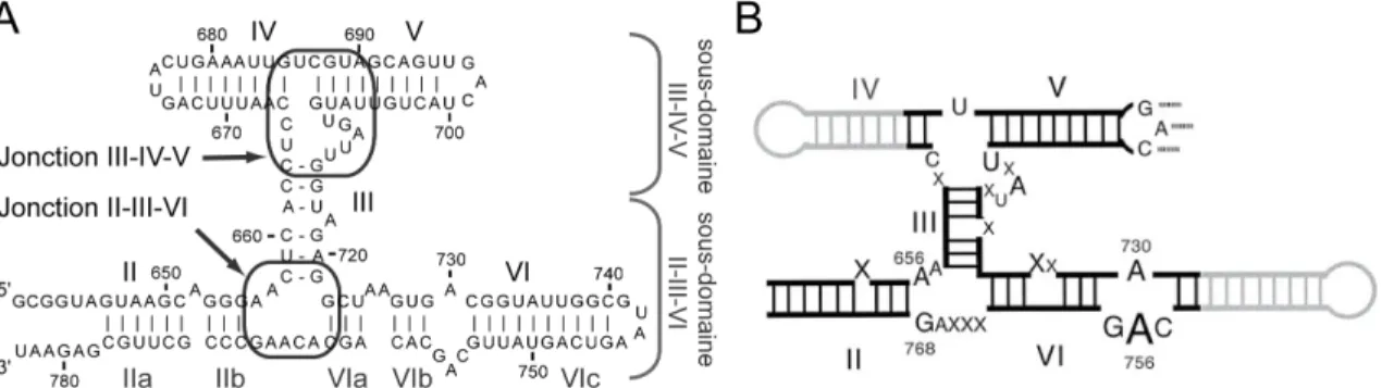 Figure  1.11 :  Représentation  du  domaine  catalytique  du  ribozyme  VS  et  de  ses  éléments  structuraux  importants
