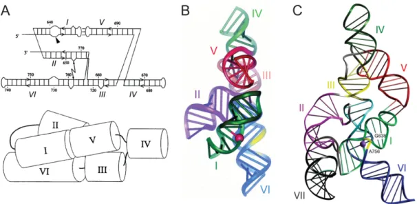 Figure 1.20 : Modèles à basse résolution de la structure tridimensionnelle du ribozyme VS