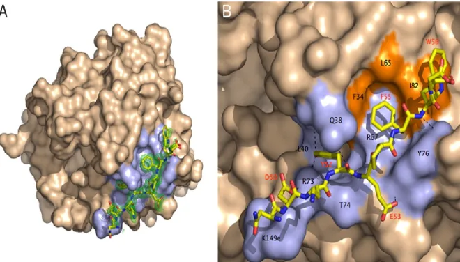 Figure 1: Thrombin’s molecular structure. A: Thrombin structure. Thrombin’s active site  is flanked by three catalytic amino acids (His 43 , Asp 99 , Ser 205 ) at its base